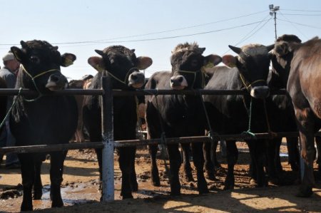 Çorum'da kurban pazarı hareketlendi