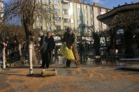 Çorum'da kuşlar için çeşitli yerlere yem koyuldu