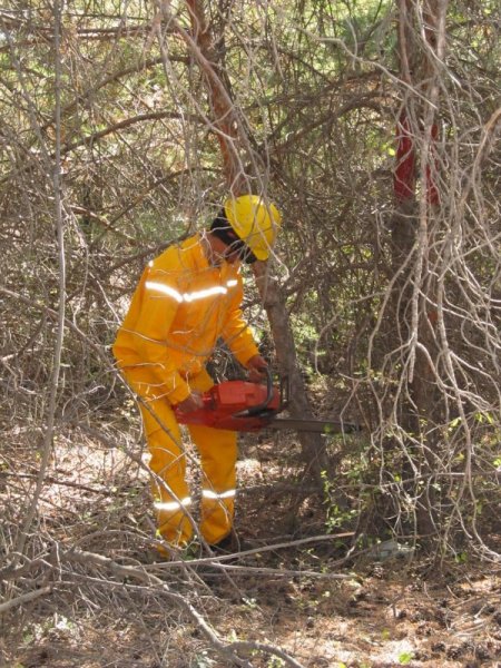 Çorum'da ormanlara sıklık çalışması yapılıyor