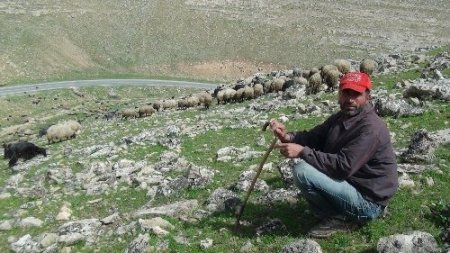 Çözüm sürecinde askerin çekildiği mevzilerde artık hayvan otlatılıyor