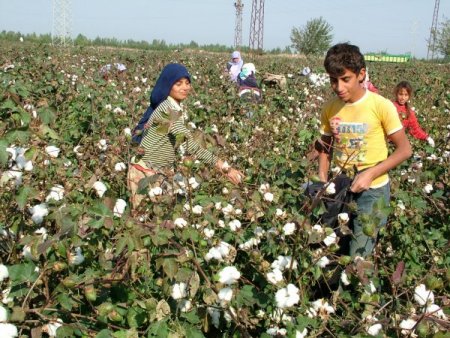 ÇUKOBİRLİK kütlü pamuk alım fiyatlarını açıkladı