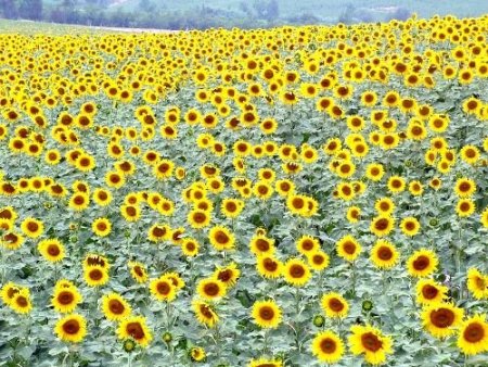 Çukobirlik: Pamuk, Soya Ve Ayçiçeği Alımlarında Avans Fiyat Uygulaması Devam Edecek