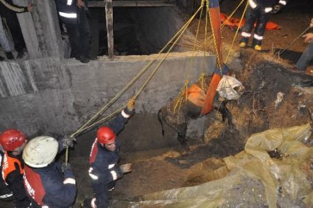 Çukura Düşen Kurbanlık 4 Saat Sonra Vinçle Kurtarıldı