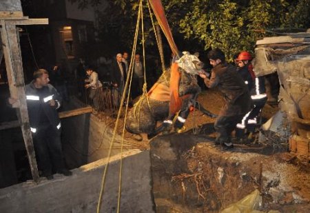 Çukura Düşen Kurbanlık 4 Saat Sonra Vinçle Kurtarıldı