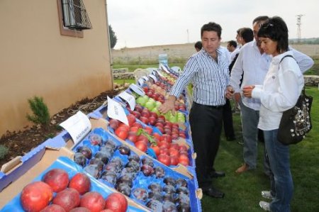 Çukurova Bölgesi'nin Meyve Zenginliği Görücüye Çıktı