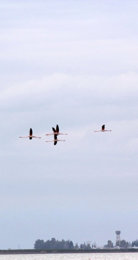 Çukurova Deltası’nda kış ortası su kuşu sayımı yapılıyor