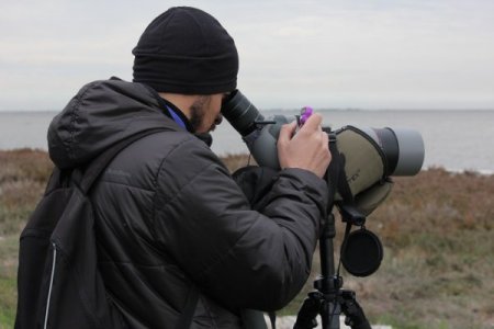 Çukurova Deltası’nda kış ortası su kuşu sayımı yapılıyor