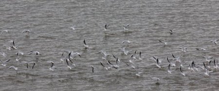 Çukurova Deltası’nda kış ortası su kuşu sayımı yapılıyor