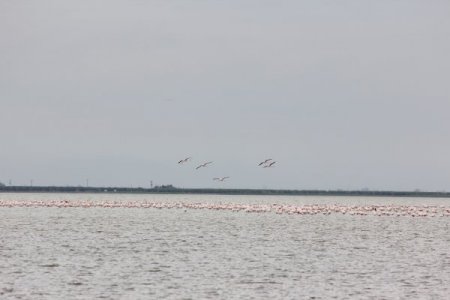 Çukurova Deltası’nda kış ortası su kuşu sayımı yapılıyor