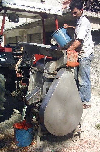 Çukurova'da Kışlık Salça Telaşı Başladı