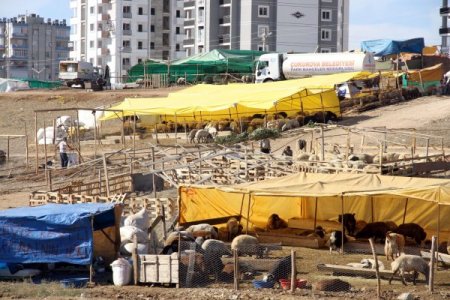 Çukurova’da kurban satış ve kesim yerleri belirlendi