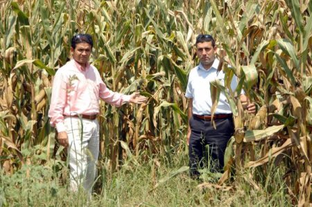 Çukurova'da Mısır Üreticisi Hastalık Nedeniyle Tedirgin