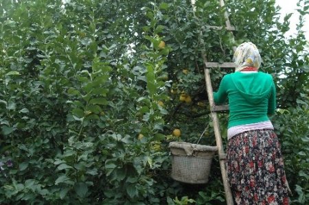 Çukurova’da Narenciye Kesecek Eleman Aranıyor