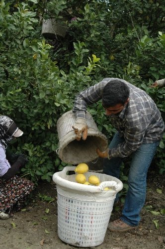 Çukurova’da Narenciye Kesecek Eleman Aranıyor