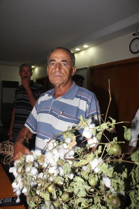 Çukurova’da Sezonun İlk Kütlü Pamuğu 100 Tl'ye Satıldı