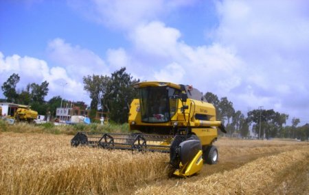 Çukurova’nın İlk Buğdayı Hasad Edildi