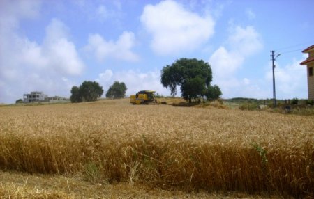 Çukurova’nın İlk Buğdayı Hasad Edildi