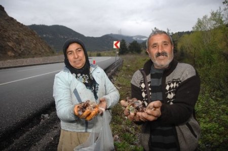 Cumayanı köylüleri ekmek parasını salyangozdan çıkarıyor