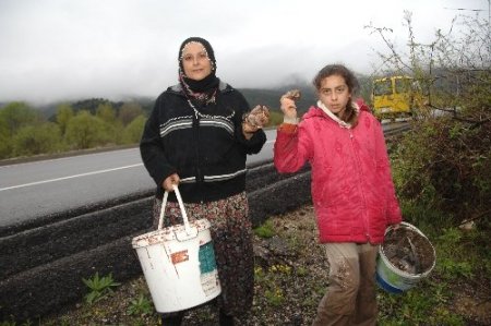 Cumayanı köylüleri ekmek parasını salyangozdan çıkarıyor