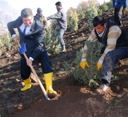 Cumhurbaşkanı Abdullah Gül adına 10 bin fidan dikildi
