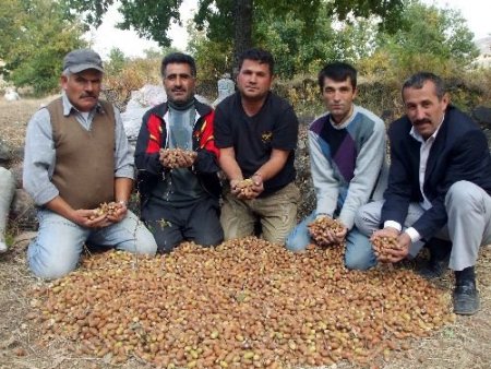 Cumhurbaşkanı Gül, Erciyes'e Ağaç Tohumu Saçacak