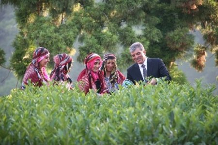Cumhurbaşkanı Gül, Rize’de çay hasadı yaptı