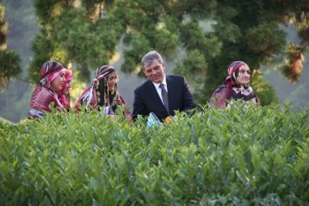 Cumhurbaşkanı Gül, Rize’de çay hasadı yaptı