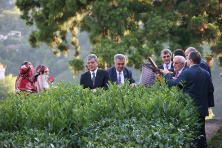 Cumhurbaşkanı Gül, Rize’de çay hasadı yaptı