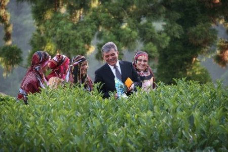 Cumhurbaşkanı Gül, Rize’de çay hasadı yaptı