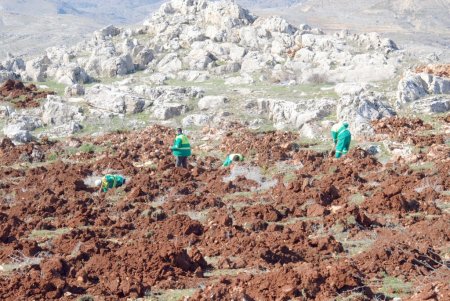 Cumhurbaşkanı Gül’ün ziyareti anısına hatıra ormanı