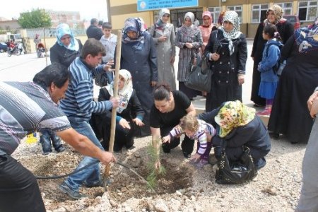 D-KADER üyeleri fidan dikti