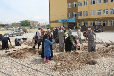 D-KADER üyeleri fidan dikti