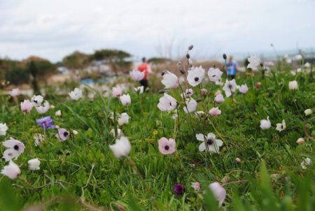Dağ laleleri Titreyengöl'de ilkbahar sevinci yaşattı