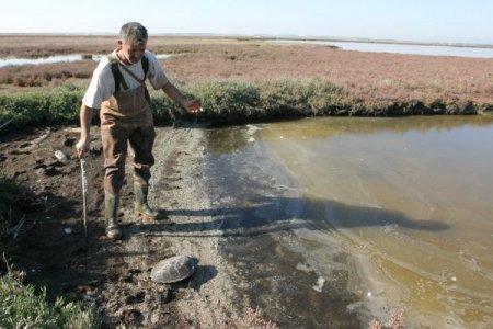 Dalyandan çıkışı engellenen caretta carettalar, dönüş yolunda telef oldu (Özel)
