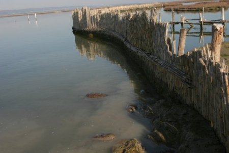 Dalyandan çıkışı engellenen caretta carettalar, dönüş yolunda telef oldu (Özel)