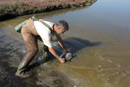 Dalyandan çıkışı engellenen caretta carettalar, dönüş yolunda telef oldu (Özel)