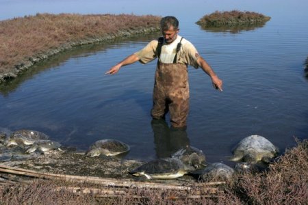 Dalyandan çıkışı engellenen caretta carettalar, dönüş yolunda telef oldu (Özel)