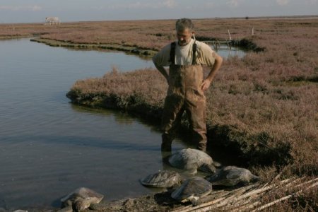 Dalyandan çıkışı engellenen caretta carettalar, dönüş yolunda telef oldu (Özel)