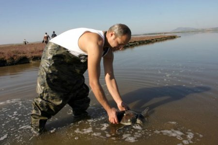 Dalyandan çıkışı engellenen caretta carettalar, dönüş yolunda telef oldu (Özel)
