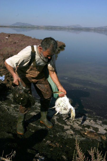 Dalyandan çıkışı engellenen caretta carettalar, dönüş yolunda telef oldu (Özel)