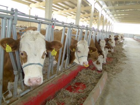 Damızlık Büyükbaş Üretimi Desteklenecek