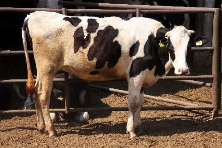 Damızlık Sığır Almak İsteyen Köy Köy Dolaşmayacak