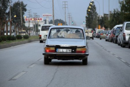Dana Ferhat'a rakip çıktı, bu da Adana'nın koyun Ferhat'ı