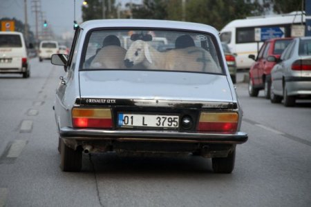 Dana Ferhat'a rakip çıktı, bu da Adana'nın koyun Ferhat'ı