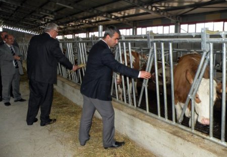 Dap'la Hayvancılık Teşvik Ediliyor