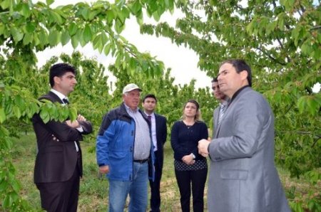 Darboğaz bölgesinde kiraz üretimi yaygınlaştırılacak