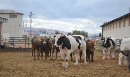 Datae, Damızlık Hayvan Satacak