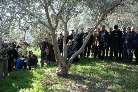 Dazb Başkanı Güler: Zeytinde Doğru Budama İle Verim Yüzde 60 Artıyor