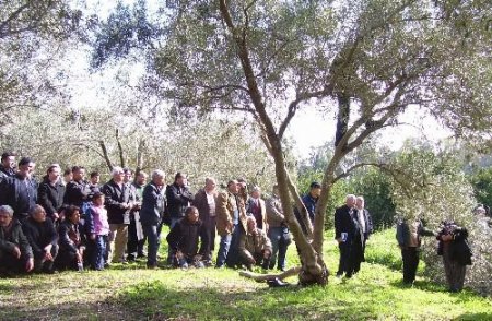 Dazb Başkanı Güler: Zeytinde Doğru Budama İle Verim Yüzde 60 Artıyor