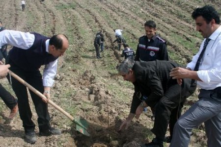 Dedaş'tan Ağaçlandırma Seferberliği